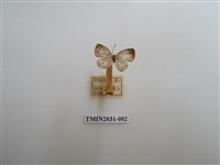 藏品(黑點灰蝶)的圖片